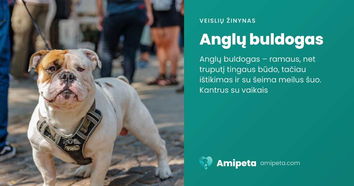 Anglų buldogas – veislės aprašymas | Amipeta