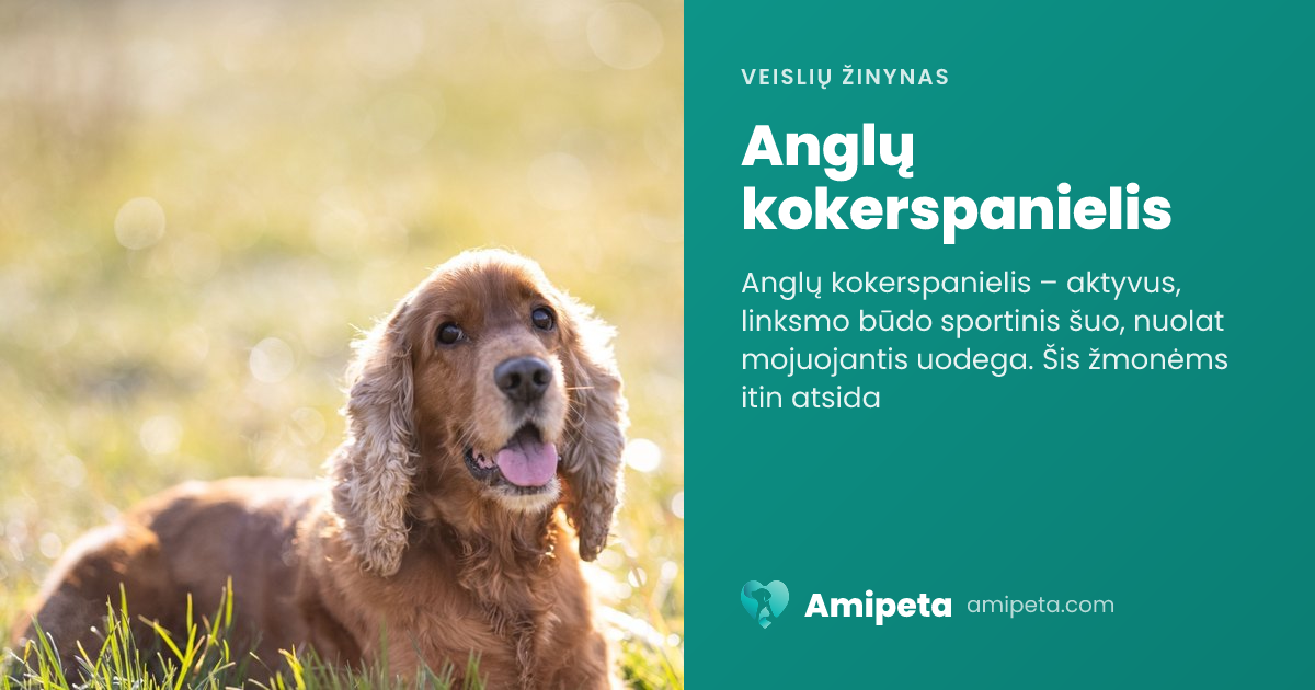 Anglų kokerspanielis – veislės aprašymas | Amipeta