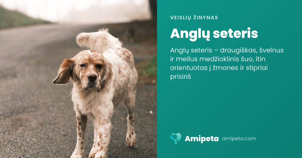 Anglų seteris – veislės aprašymas | Amipeta