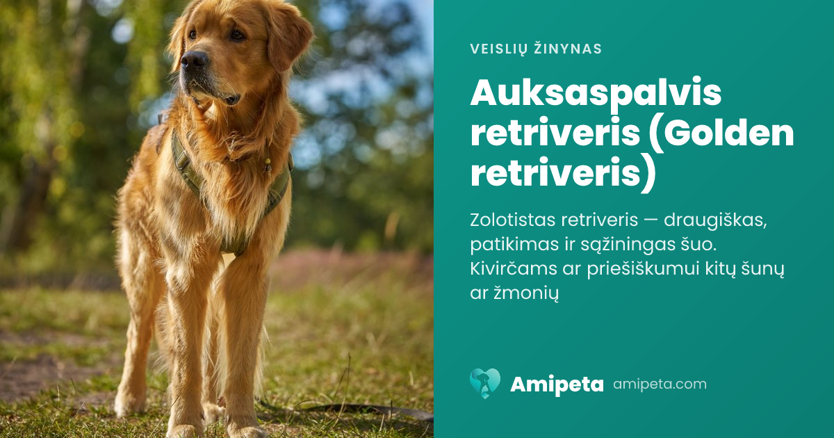 Auksaspalvis retriveris (Golden retriveris) – veislės aprašymas | Amipeta