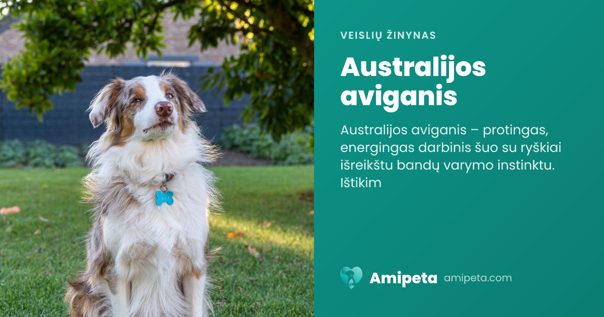 Australijos aviganis – veislės aprašymas | Amipeta