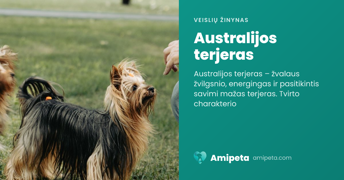Australijos terjeras – veislės aprašymas | Amipeta