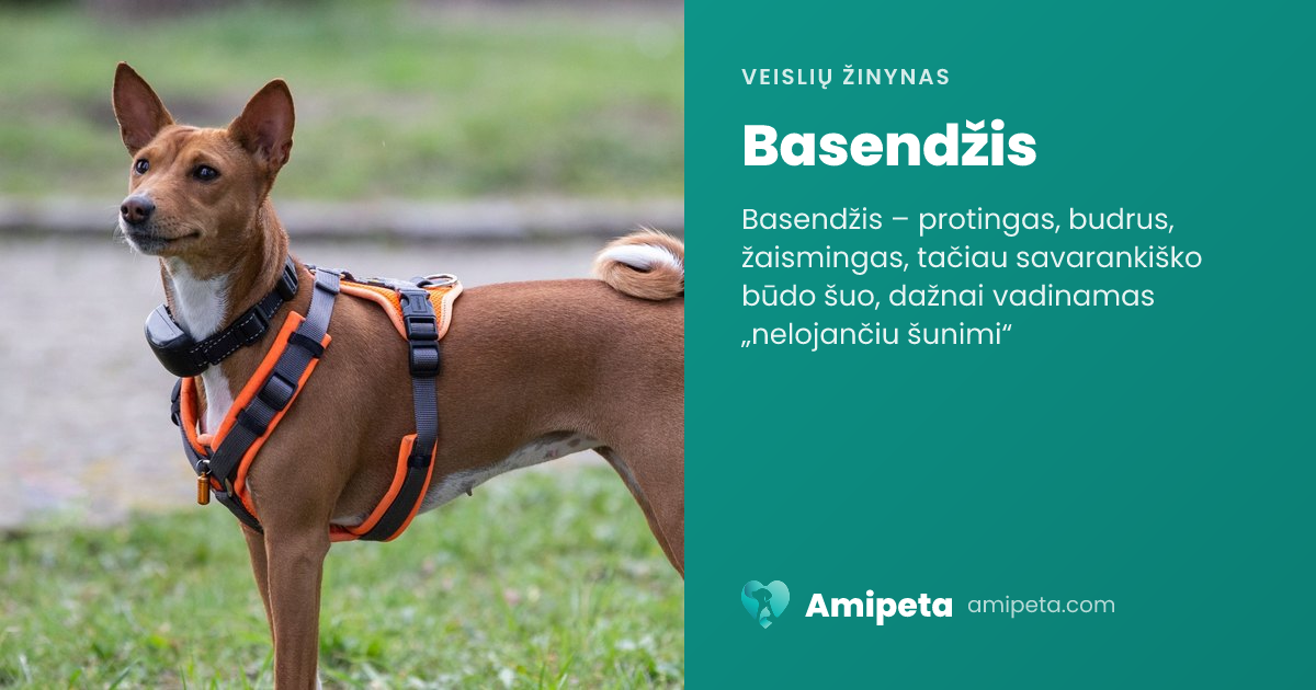 Basendžis – veislės aprašymas | Amipeta