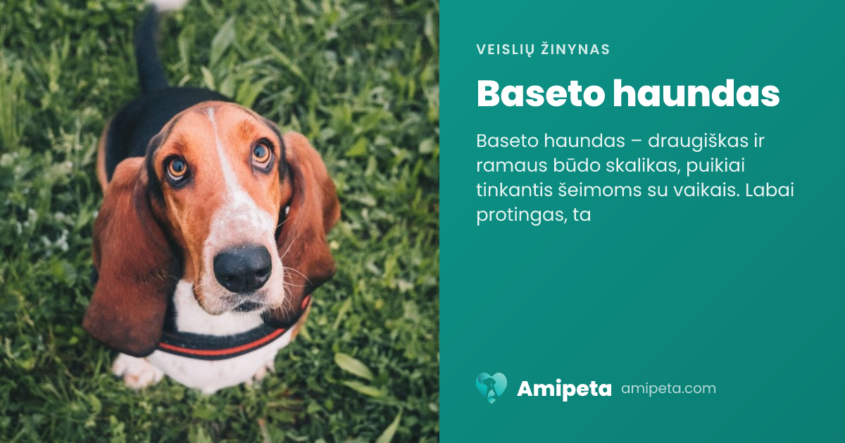 Baseto haundas – veislės aprašymas | Amipeta