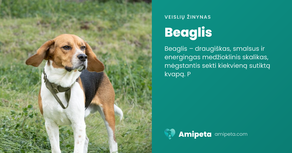 Beaglis – veislės aprašymas | Amipeta