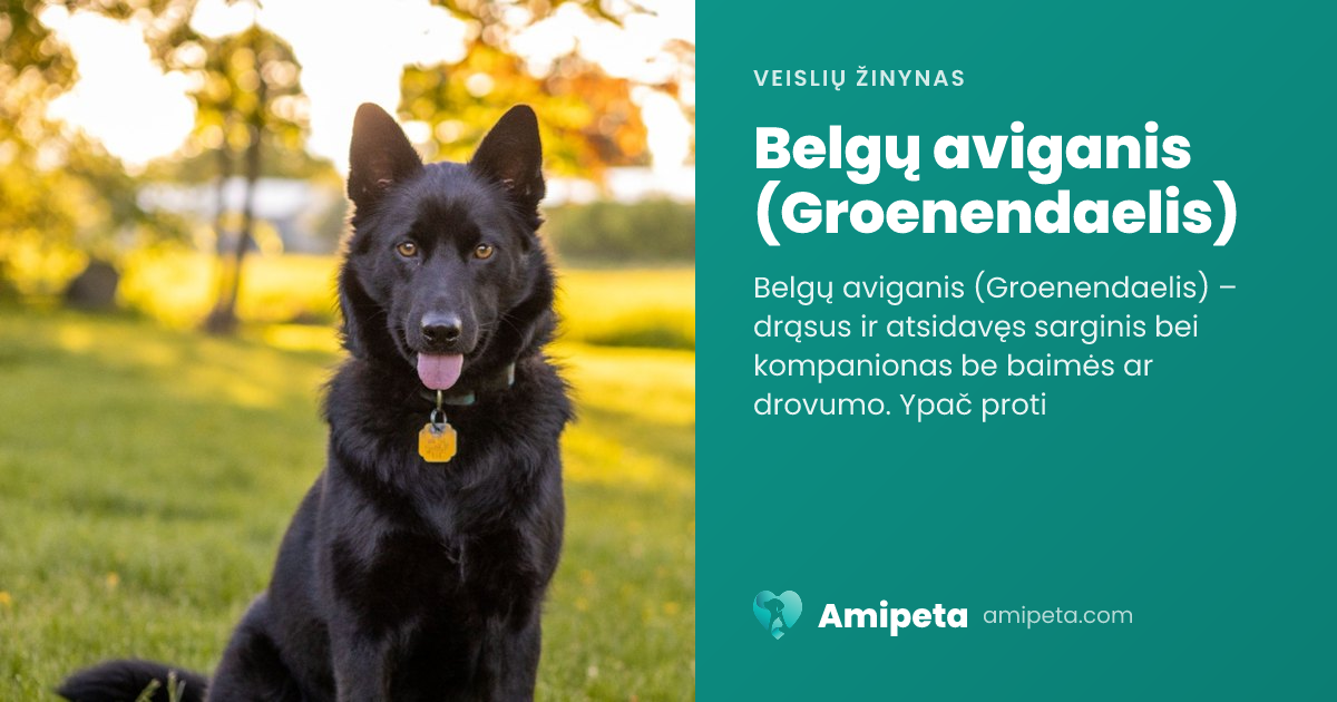 Belgų aviganis (Groenendaelis) – veislės aprašymas | Amipeta