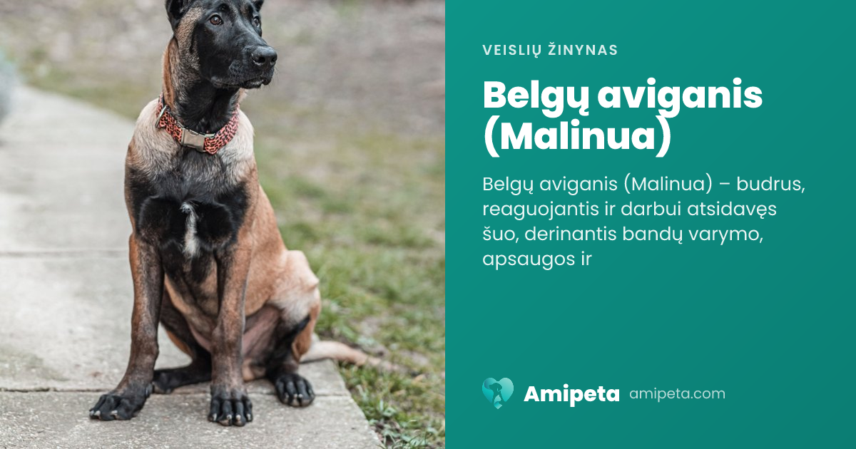 Belgų aviganis (Malinua) – veislės aprašymas | Amipeta