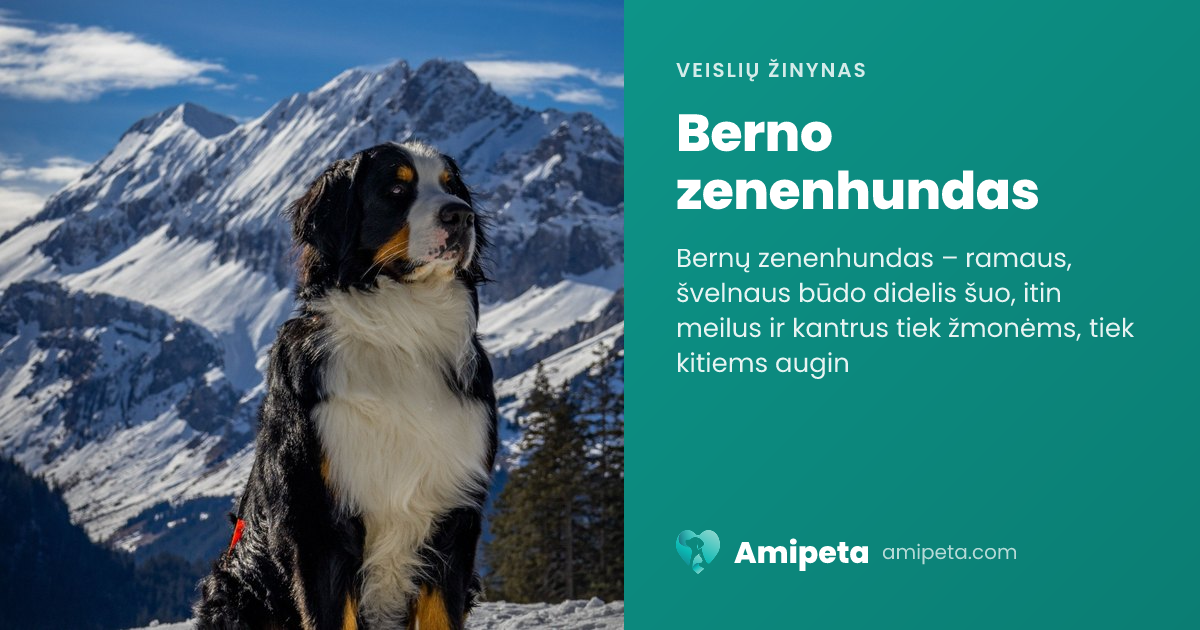 Berno zenenhundas – veislės aprašymas | Amipeta