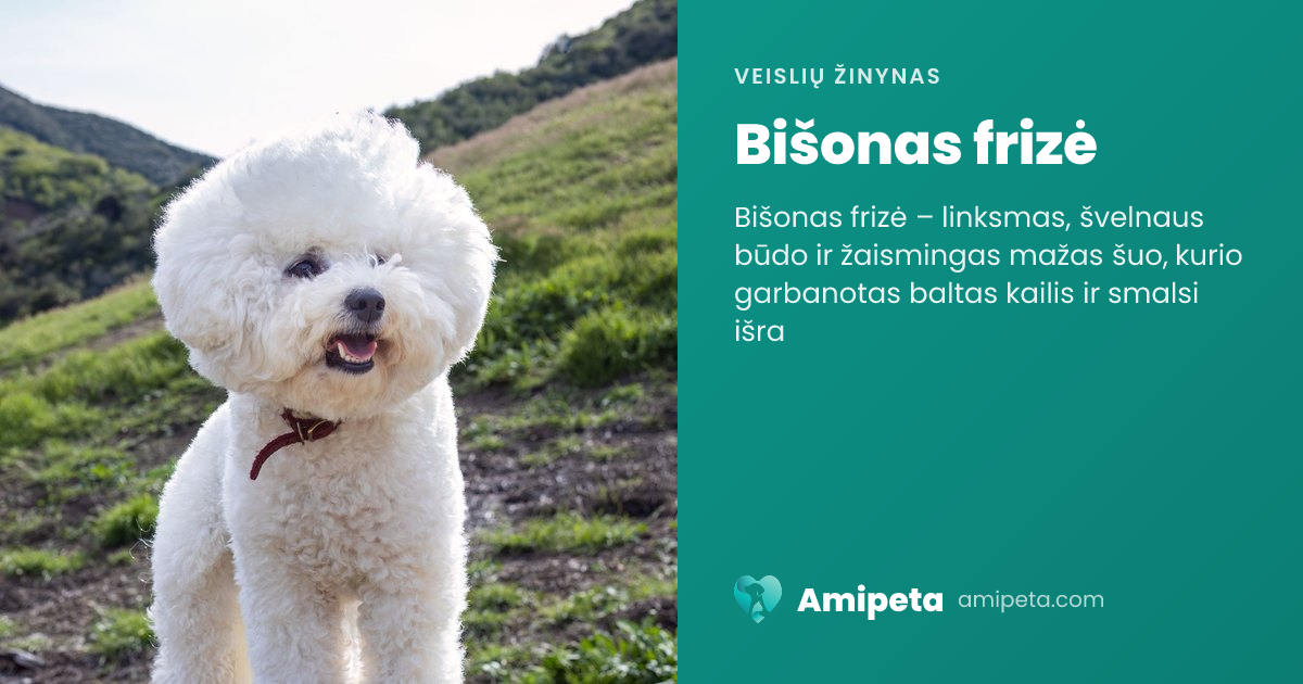 Bišonas frizė – veislės aprašymas | Amipeta