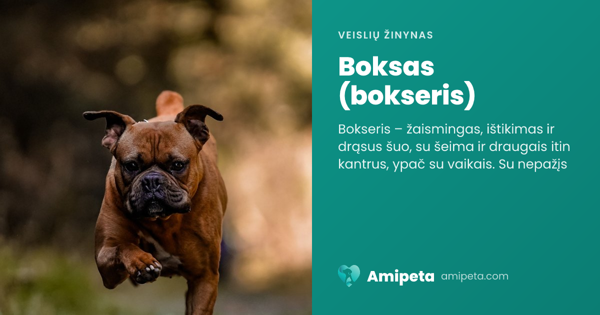 Boksas (bokseris) – veislės aprašymas | Amipeta