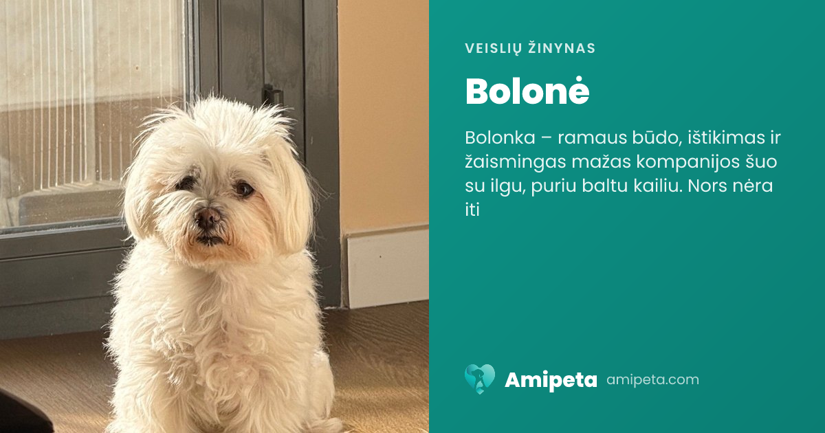 Bolonė – veislės aprašymas | Amipeta