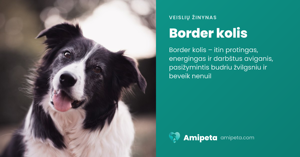 Border kolis – veislės aprašymas | Amipeta