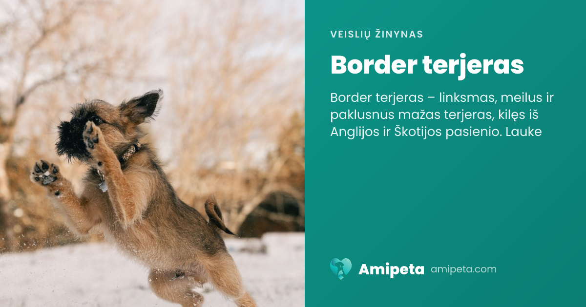 Border terjeras – veislės aprašymas | Amipeta