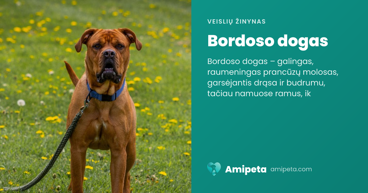 Bordoso dogas – veislės aprašymas | Amipeta