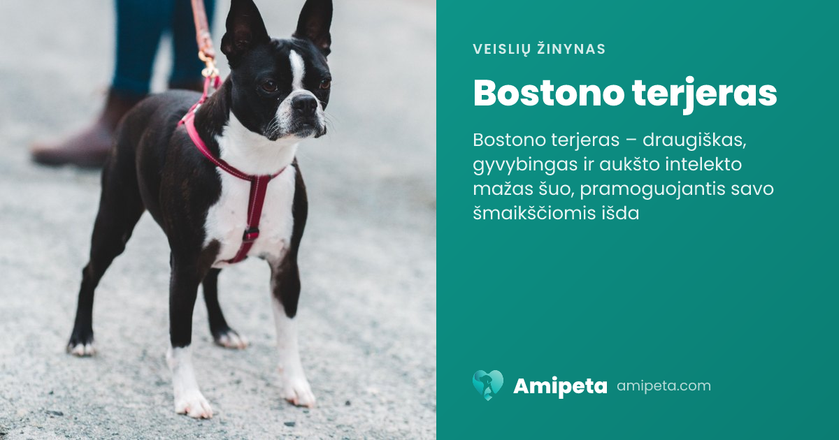 Bostono terjeras – veislės aprašymas | Amipeta