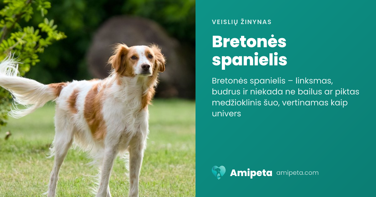 Bretonės spanielis – veislės aprašymas | Amipeta