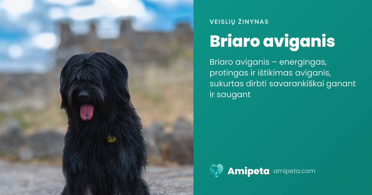 Briaro aviganis – veislės aprašymas | Amipeta