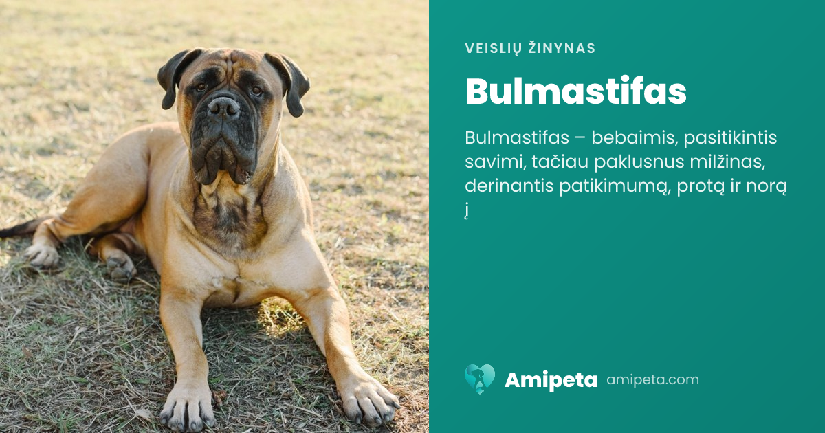 Bulmastifas – veislės aprašymas | Amipeta