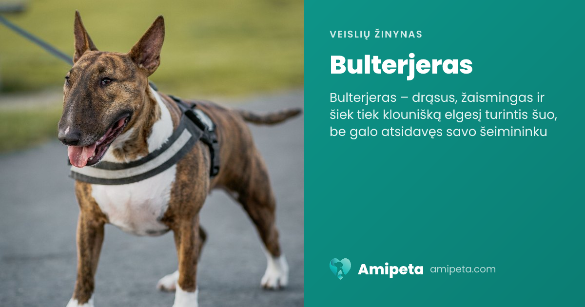 Bulterjeras – veislės aprašymas | Amipeta