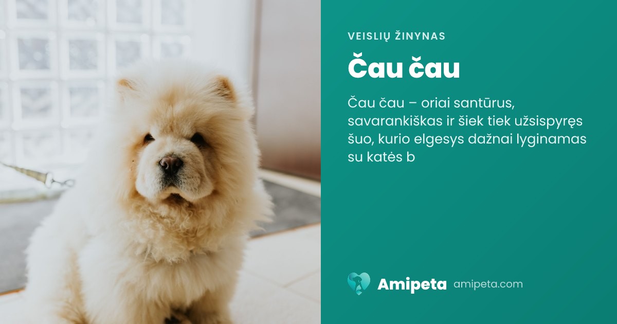 Čau čau – veislės aprašymas | Amipeta