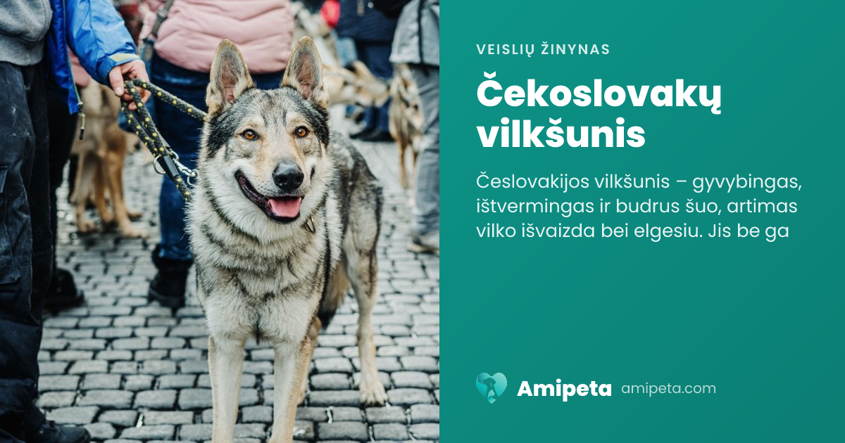 Čekoslovakų vilkšunis – veislės aprašymas | Amipeta