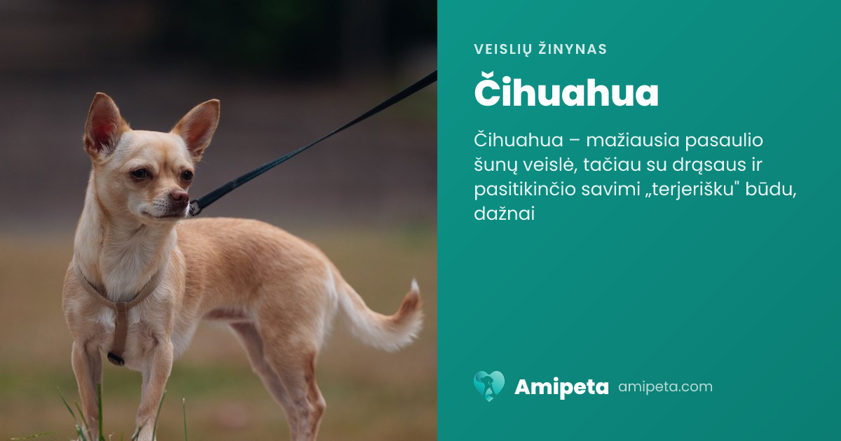 Čihuahua – veislės aprašymas | Amipeta