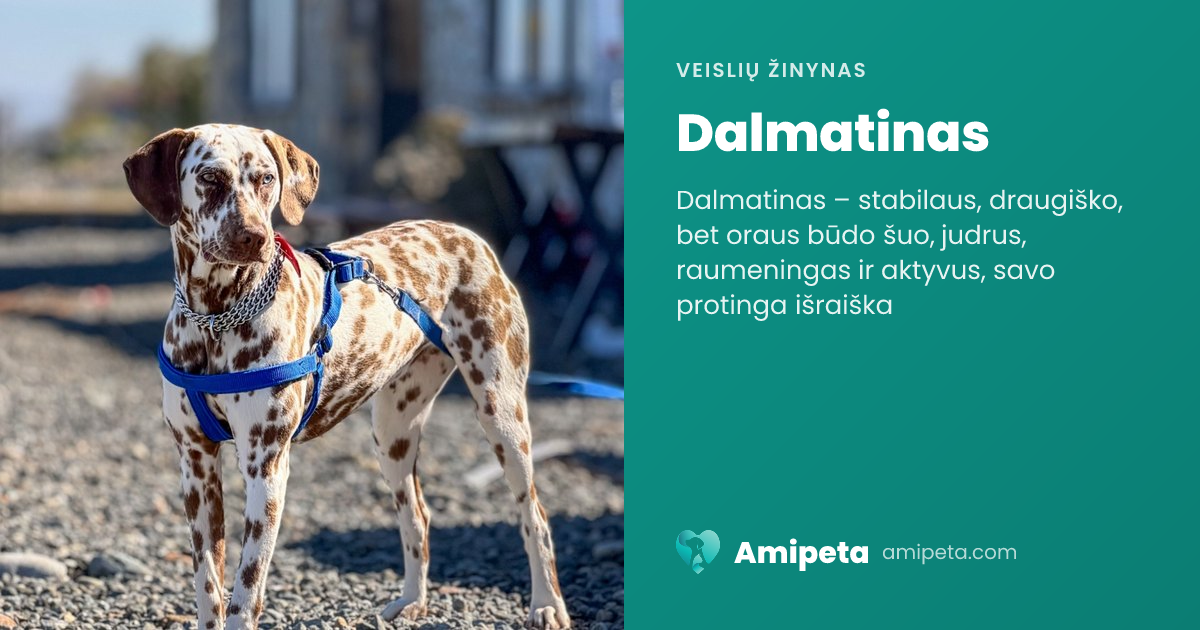 Dalmatinas – veislės aprašymas | Amipeta