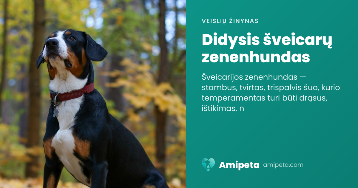 Didysis šveicarų zenenhundas – veislės aprašymas | Amipeta