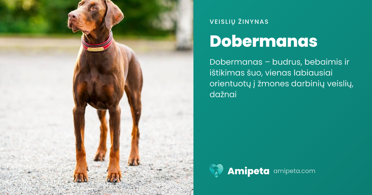 Dobermanas – veislės aprašymas | Amipeta