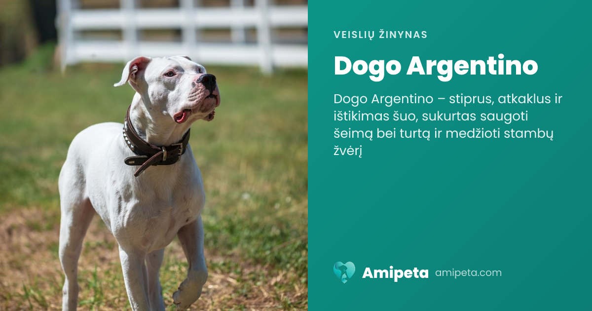 Dogo Argentino – veislės aprašymas | Amipeta