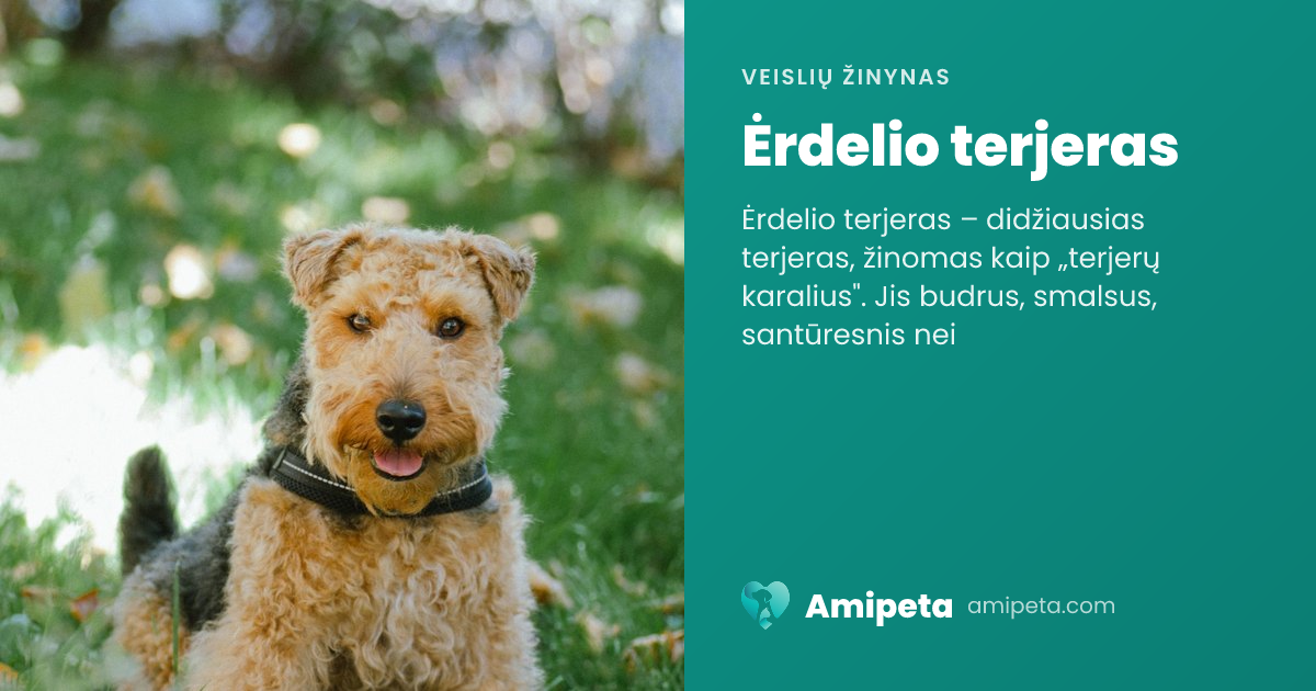 Ėrdelio terjeras – veislės aprašymas | Amipeta