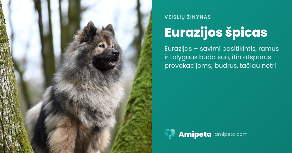 Eurazijos špicas – veislės aprašymas | Amipeta