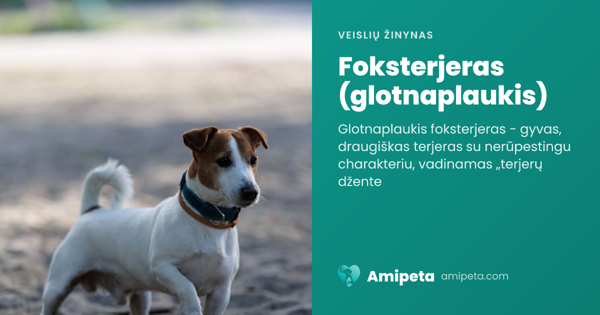 Foksterjeras (glotnaplaukis) – veislės aprašymas | Amipeta