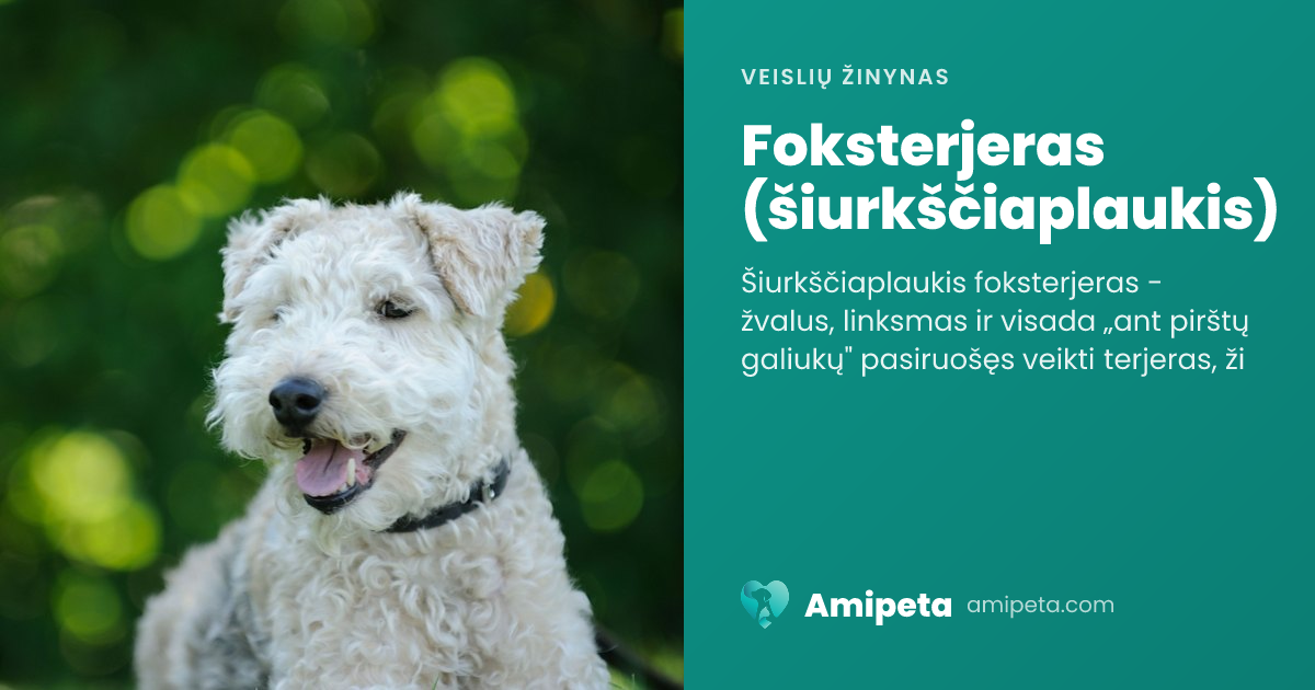 Foksterjeras (šiurkščiaplaukis) – veislės aprašymas | Amipeta