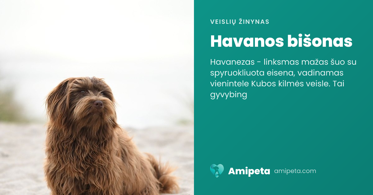 Havanos bišonas – veislės aprašymas | Amipeta