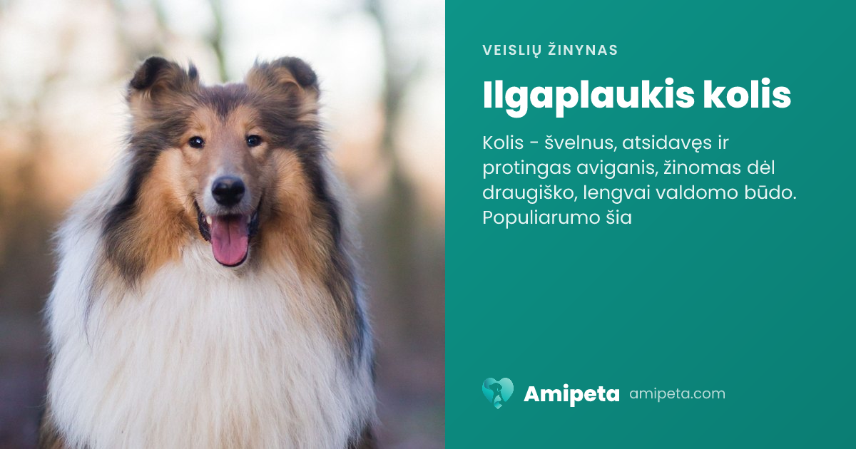 Ilgaplaukis kolis – veislės aprašymas | Amipeta