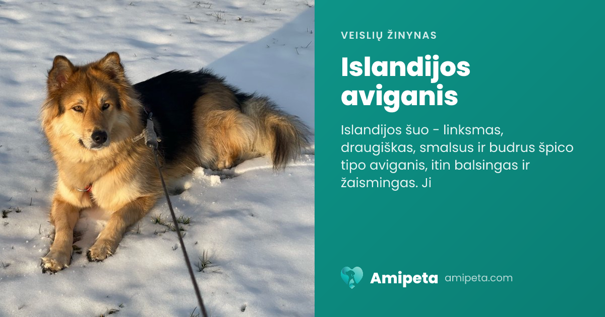 Islandijos aviganis – veislės aprašymas | Amipeta