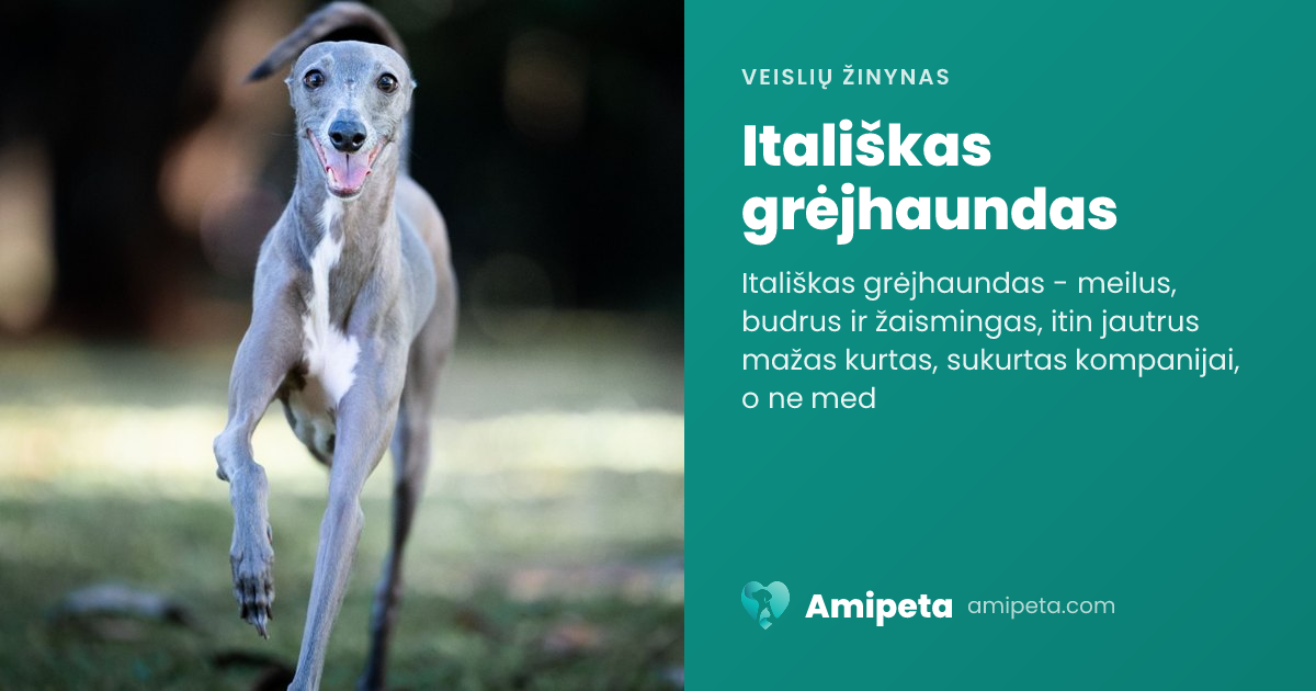 Itališkas grėjhaundas – veislės aprašymas | Amipeta