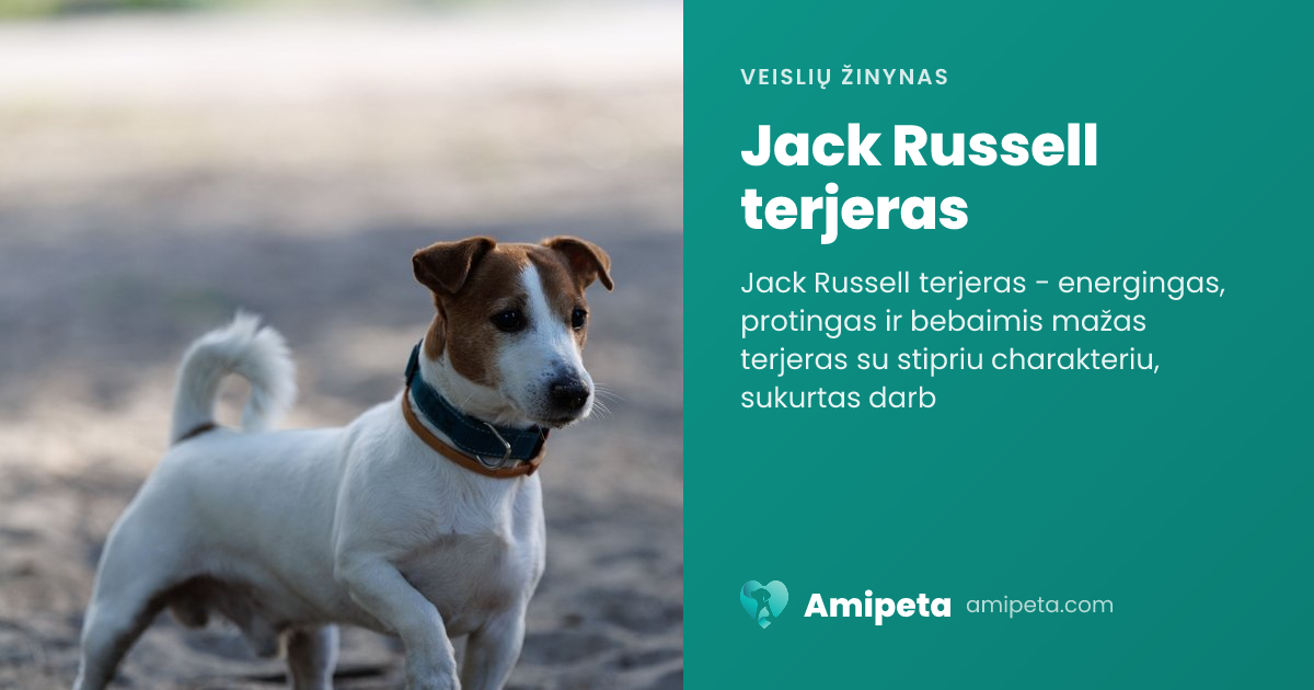 Jack Russell terjeras – veislės aprašymas | Amipeta