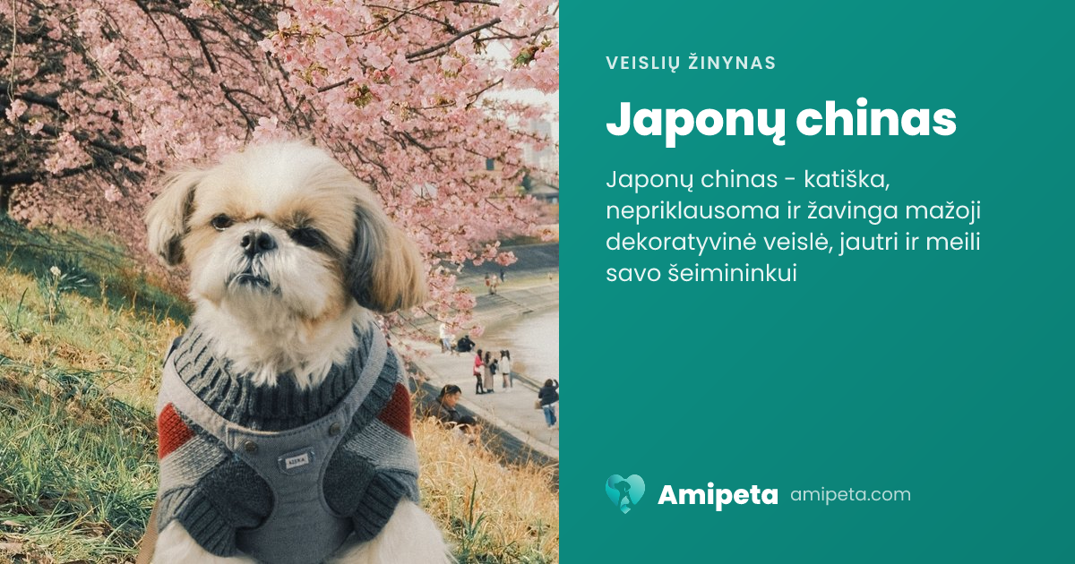 Japonų chinas – veislės aprašymas | Amipeta