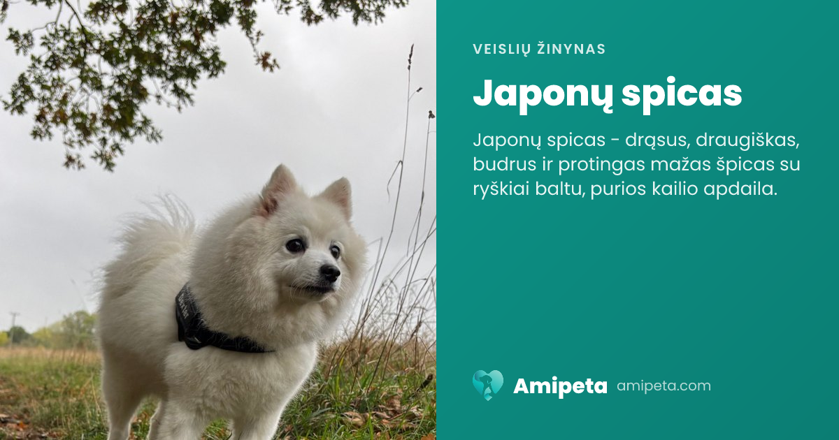 Japonų spicas – veislės aprašymas | Amipeta