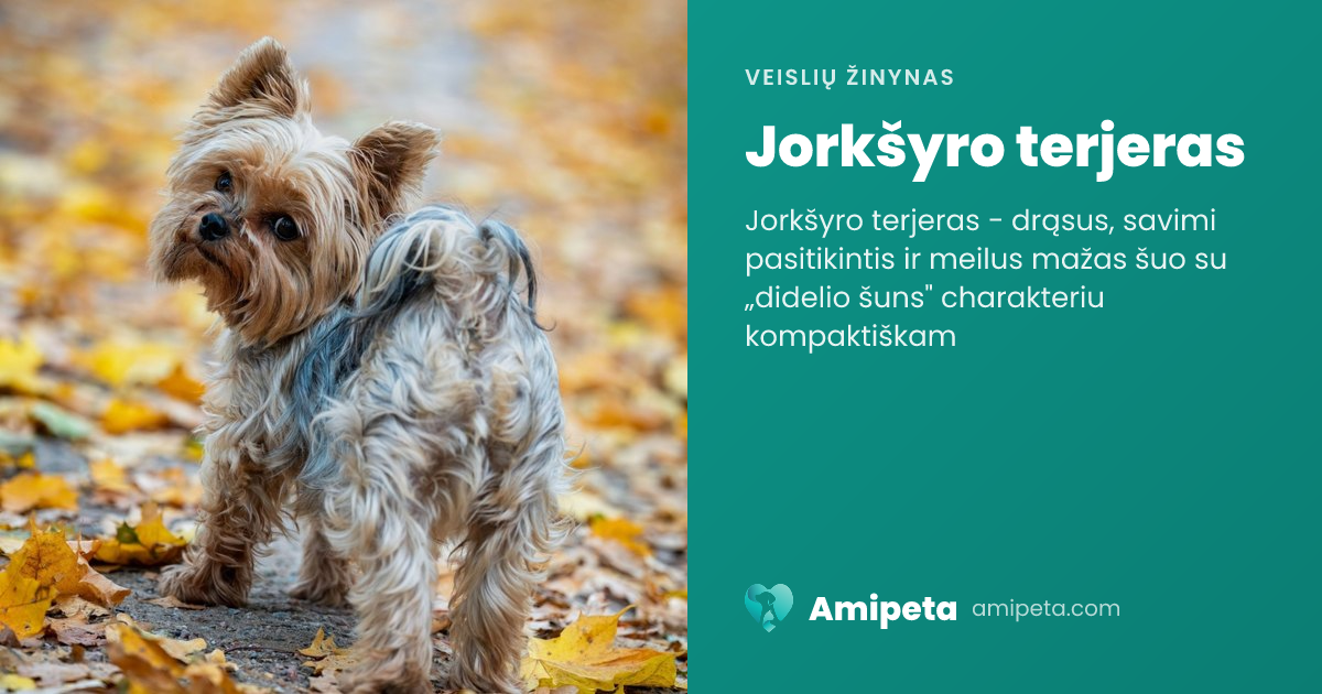 Jorkšyro terjeras – veislės aprašymas | Amipeta