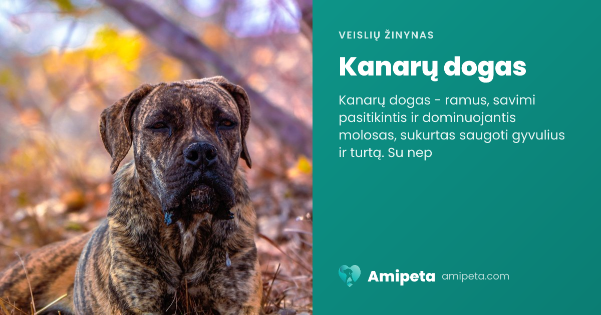 Kanarų dogas – veislės aprašymas | Amipeta