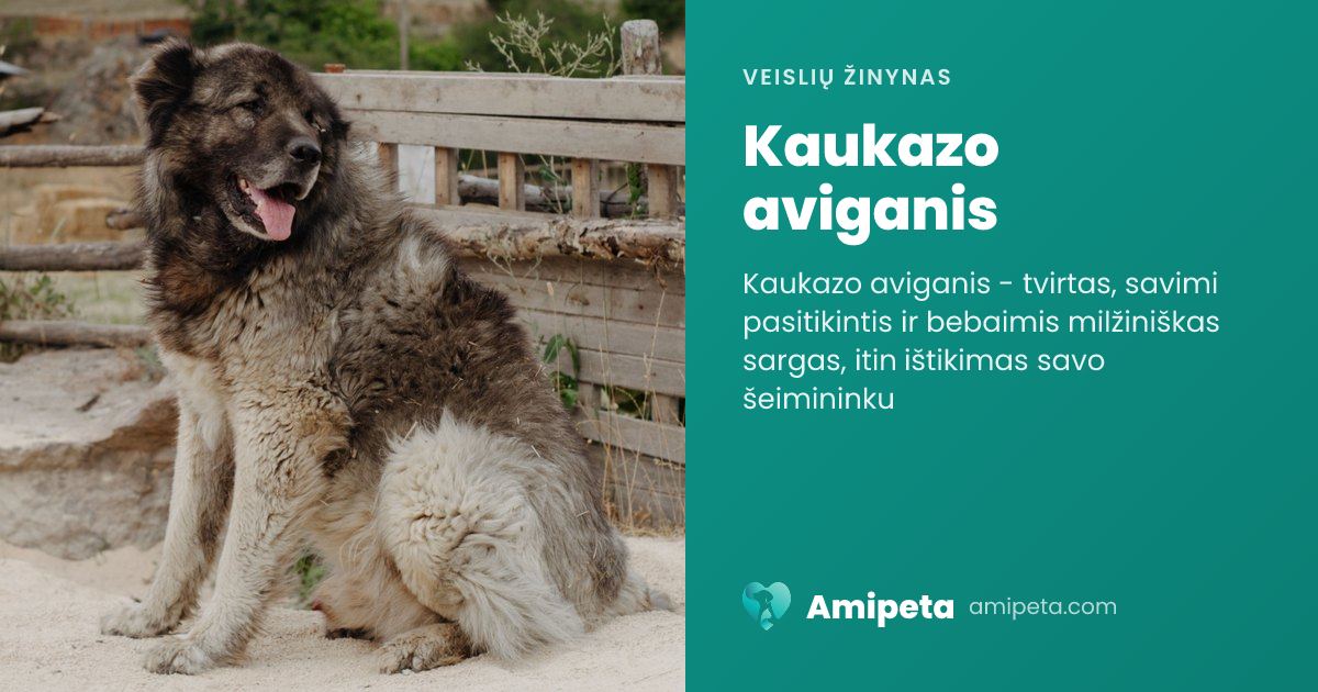 Kaukazo aviganis – veislės aprašymas | Amipeta