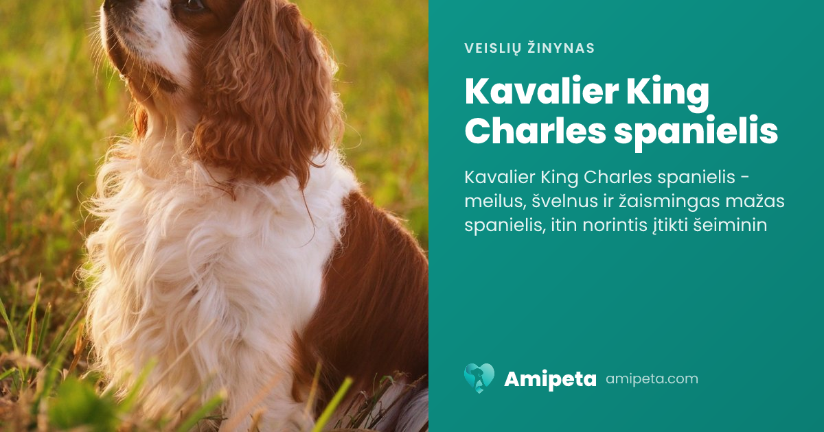 Kavalier King Charles spanielis – veislės aprašymas | Amipeta