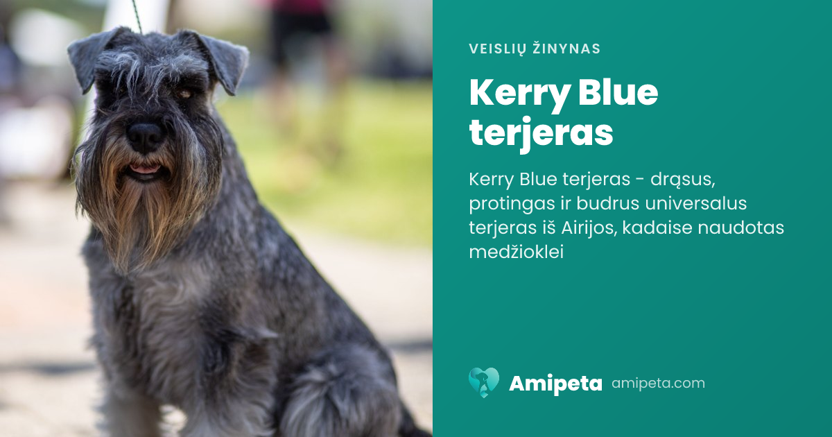 Kerry Blue terjeras – veislės aprašymas | Amipeta