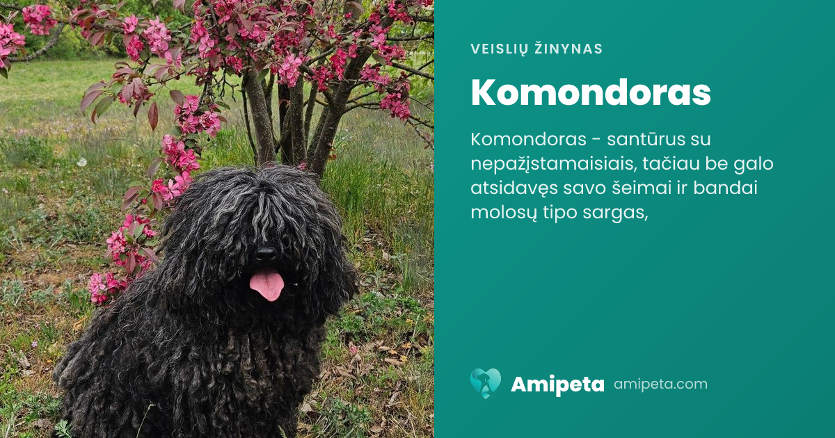 Komondoras – veislės aprašymas | Amipeta