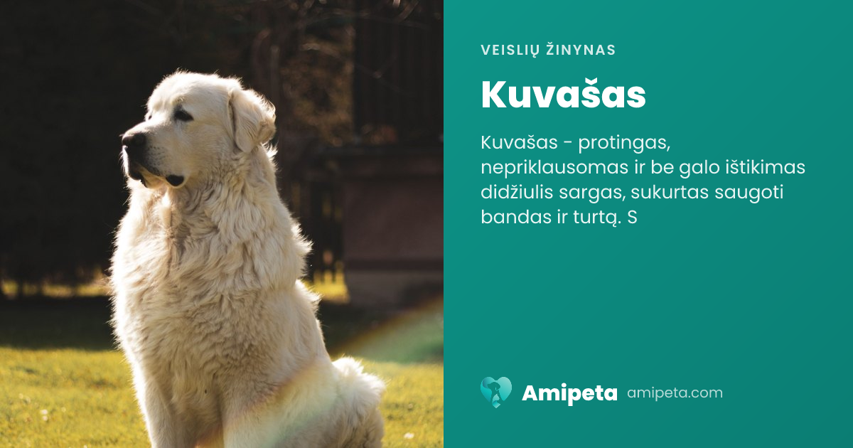 Kuvašas – veislės aprašymas | Amipeta