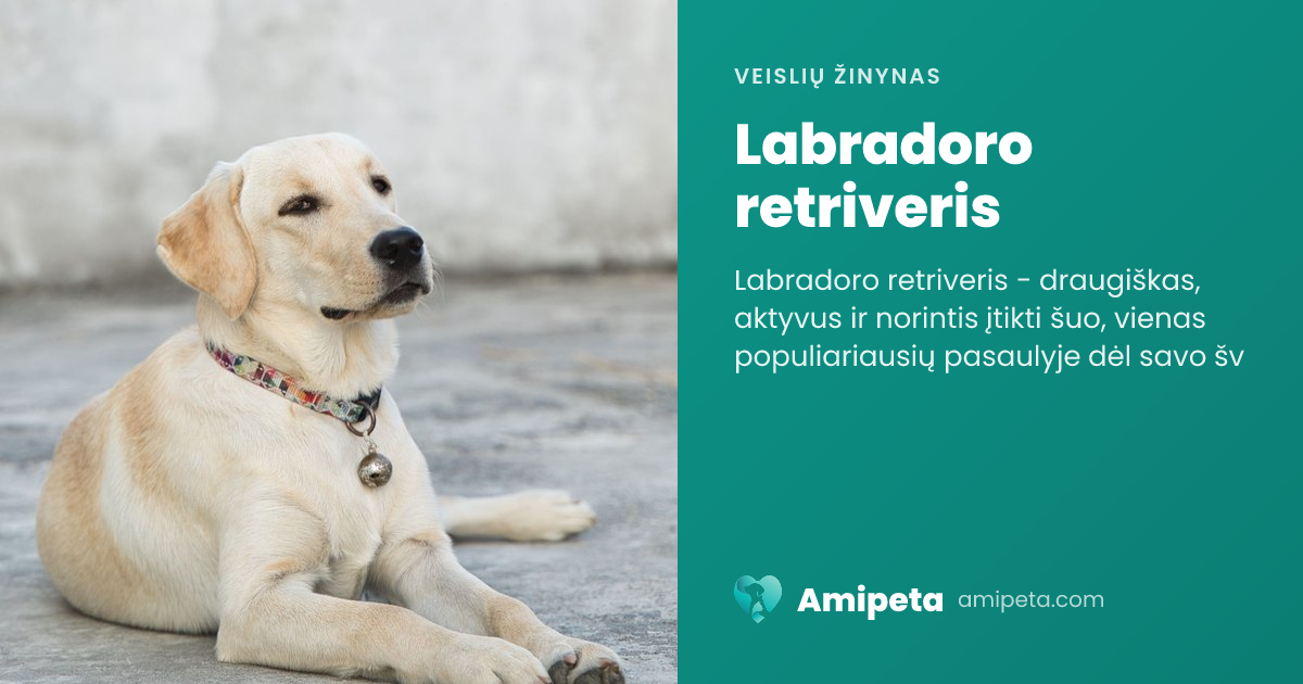 Labradoro retriveris – veislės aprašymas | Amipeta