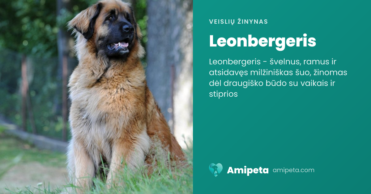 Leonbergeris – veislės aprašymas | Amipeta